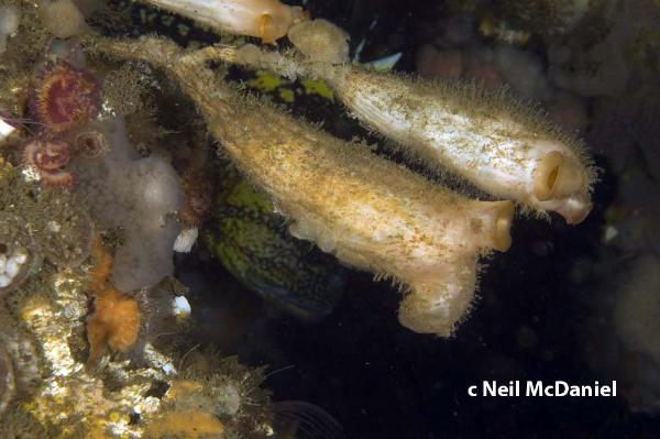 Photo of Styela montereyensis by <a href="http://www.seastarsofthepacificnorthwest.info/">Neil McDaniel</a>